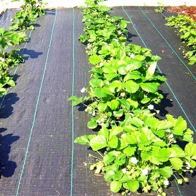 Grass-proof Cloth yog dab tsi