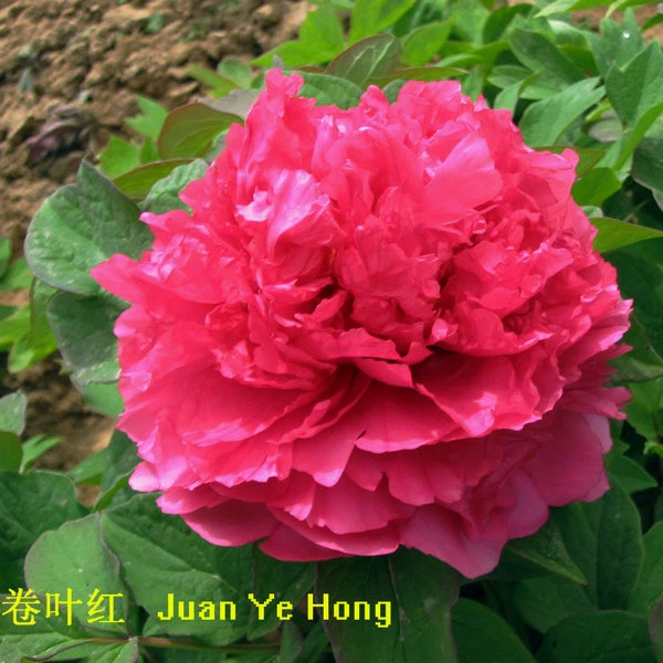 image003 image003