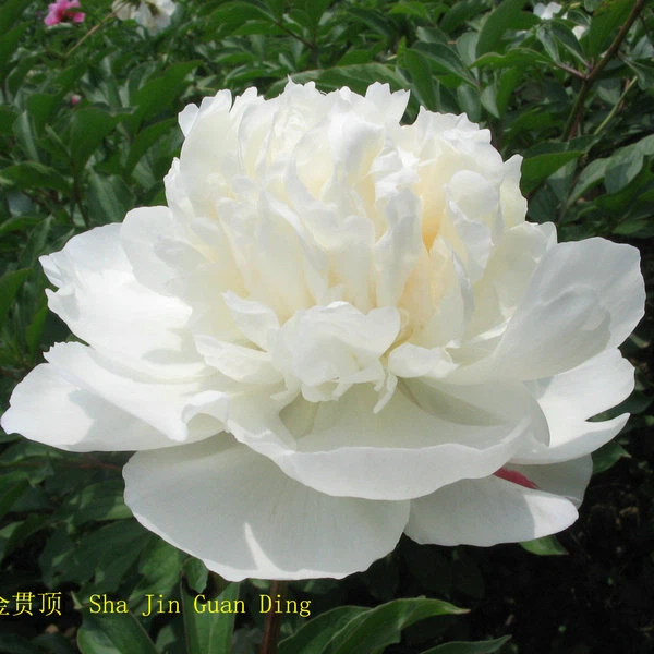 image003 image003