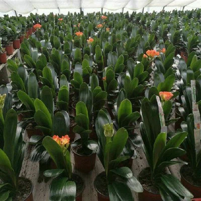 Clivia paj Seedlings
