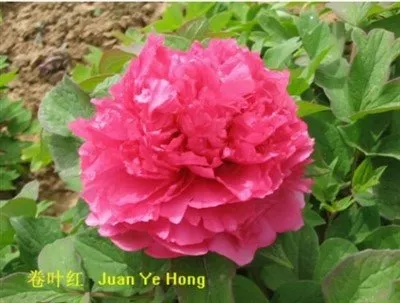 Tsob Ntoo Peony Juan Ye Hong